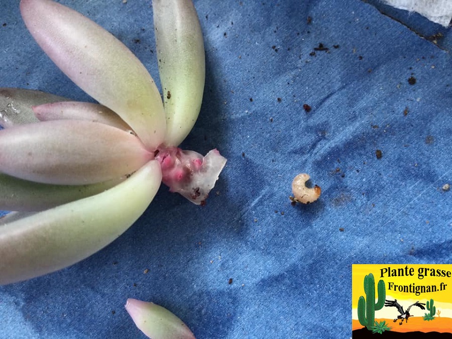 parasites et maladies plantes grasses et succulentes